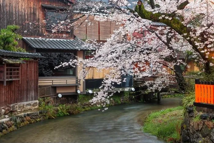 Framed Print : Kyoto, Japan along Shirakawa Dori Street in the spring season Framed Print : Kyoto, Japan along Shirakawa Dori Street in the spring season