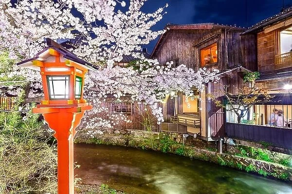 Kyoto, Japan at the Shirakawa River in the Gion District during the spring cherry blossom season