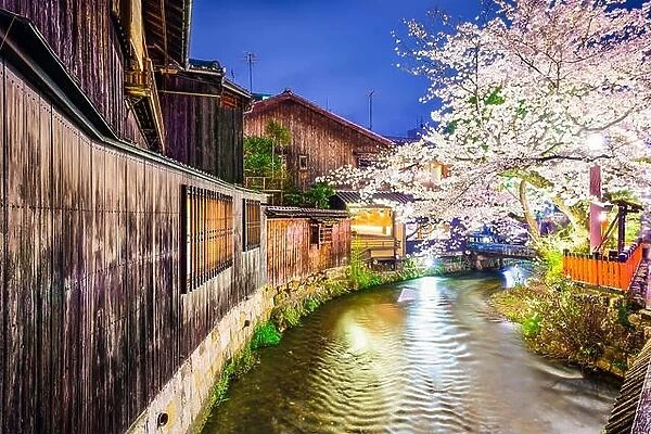 Kyoto, Japan at the Shirakawa River in the Gion District during the spring cherry blosson season
