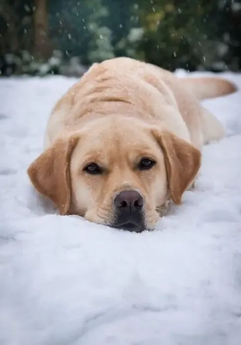 Framed Print : Labrador retriever in the snow winter time