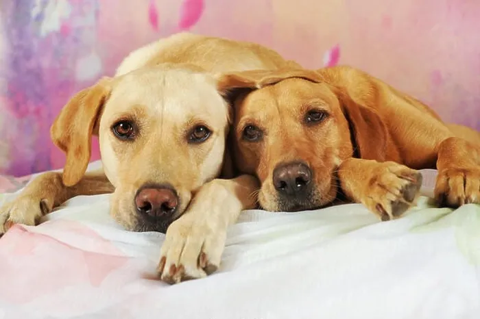 Framed Print : Labrador Retriever, yellow, female and male lying next to each other, Austria Framed Print : Labrador Retriever, yellow, female and male lying next to each other, Austria