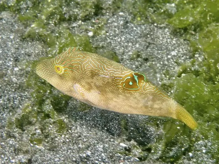 Framed Print : Labyrinth pufferfish (Canthigaster compressa) swimming near sandy bottom Framed Print : Labyrinth pufferfish (Canthigaster compressa) swimming near sandy bottom