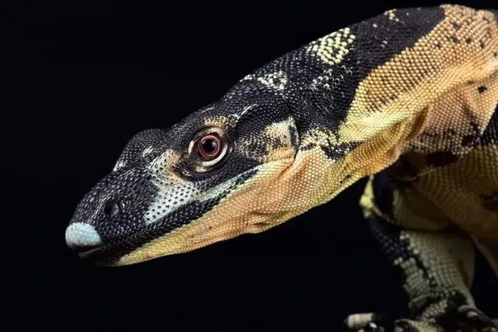 Framed Print : Lace monitor (Varanus varius) Bell's fase Framed Print : Lace monitor (Varanus varius) Bell's fase