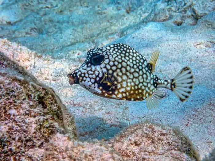 Framed Print : Lactophrys triqueter the smooth trunkfish Framed Print : Lactophrys triqueter the smooth trunkfish