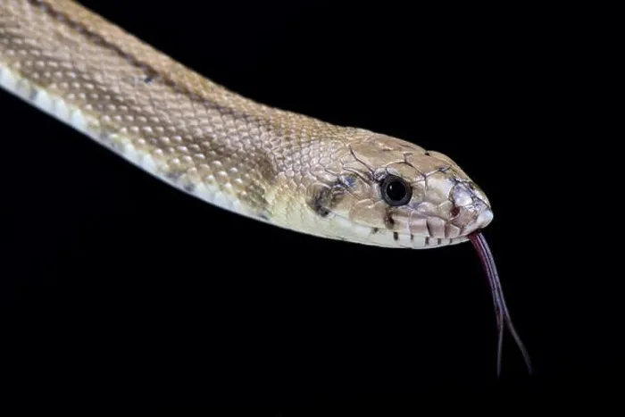Framed Print : Ladder snake (Rhinechis scalaris) Framed Print : Ladder snake (Rhinechis scalaris)