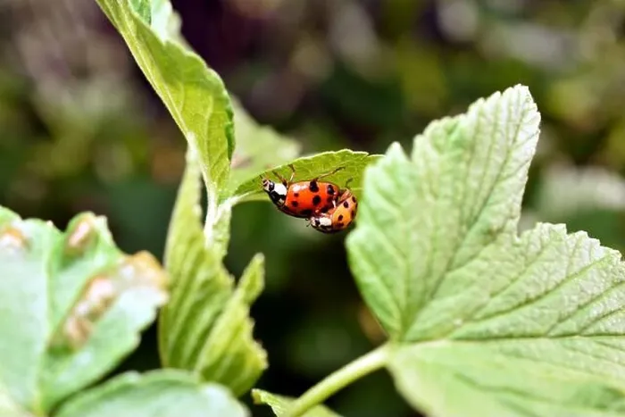 Framed Print : Two ladybugs breed on strawberry leaves Framed Print : Two ladybugs breed on strawberry leaves