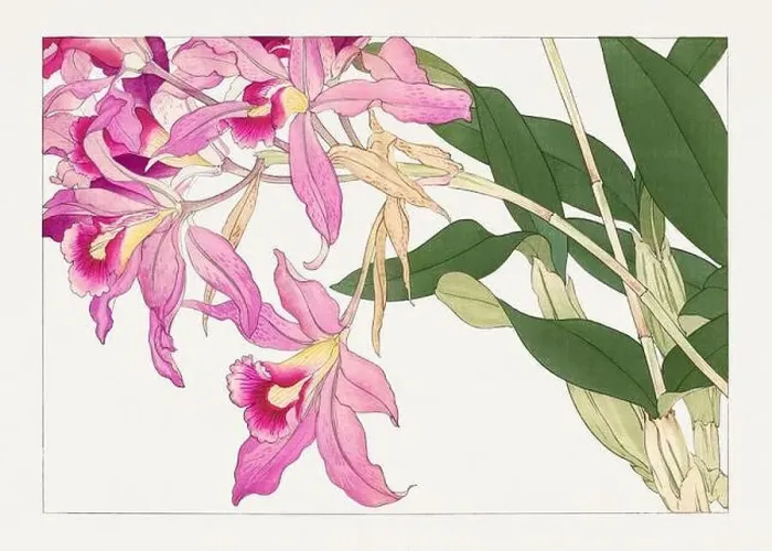 Framed Print : Laelia orchid flower. Asian art. Japanese flower woodblock art by Tanigami Kônan Framed Print : Laelia orchid flower. Asian art. Japanese flower woodblock art by Tanigami Kônan