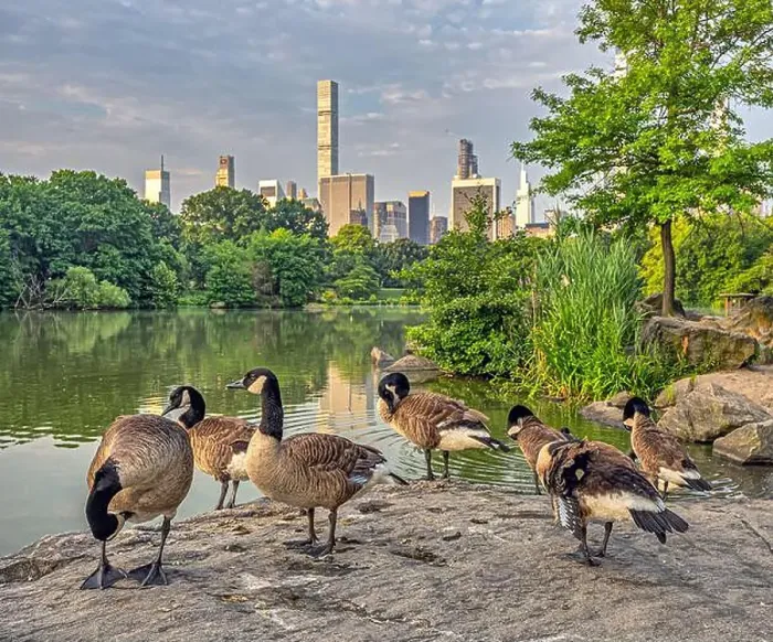 Framed Print : At he lake in Central Park, New York City, Manhattan Framed Print : At he lake in Central Park, New York City, Manhattan