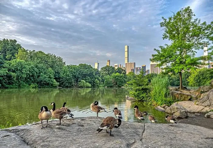 Framed Print : At he lake in Central Park, New York City, Manhattan Framed Print : At he lake in Central Park, New York City, Manhattan