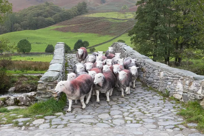 Framed Print : Lake District, Cumbria - a flock of Herdwick sheep cross a packhorse bridge over the River Derwent near Rosthwaite Framed Print : Lake District, Cumbria - a flock of Herdwick sheep cross a packhorse bridge over the River Derwent near Rosthwaite