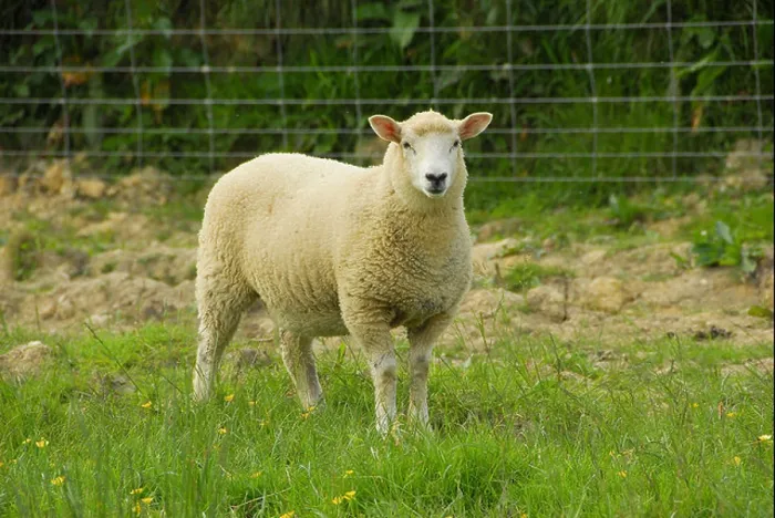 Framed Print : lamb sheep Kent Half-Bred sheep domestic farm farms farming hoofed mammal mammals animal animals domesticated livestock Framed Print : lamb sheep Kent Half-Bred sheep domestic farm farms farming hoofed mammal mammals animal animals domesticated livestock