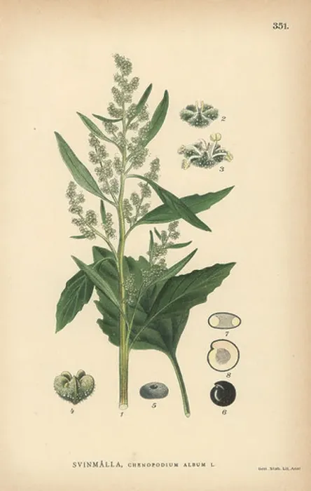 Framed Print : Lamb's quarters, Chenopodium album Framed Print : Lamb's quarters, Chenopodium album