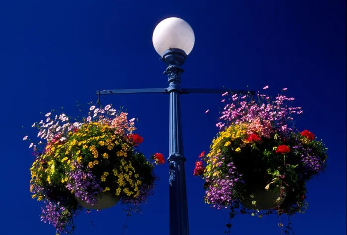 Framed Print : lamppost, baskets of flowers, city of Victoria, Vancouver, British Columbia, Canada Framed Print : lamppost, baskets of flowers, city of Victoria, Vancouver, British Columbia, Canada