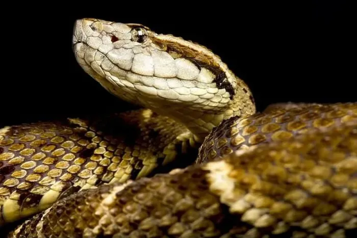 Framed Print : Lancehead (Bothrops atrox) Framed Print : Lancehead (Bothrops atrox)