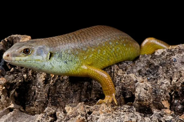 Framed Print : Land Mullet / Egernia major Framed Print : Land Mullet / Egernia major