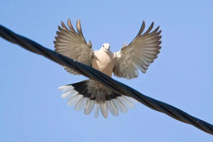 Framed Print : Landende Turkse Tortel; Eurasian Collared Dove landing on wire Framed Print : Landende Turkse Tortel; Eurasian Collared Dove landing on wire