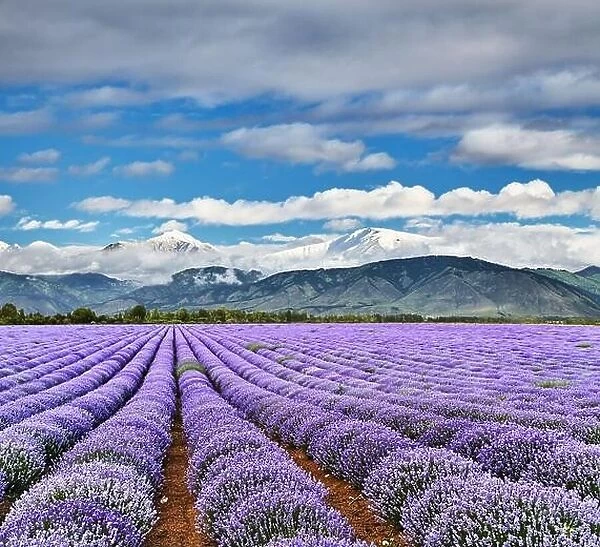 Landscape with beautiful blooming lavender field and snowy mountains