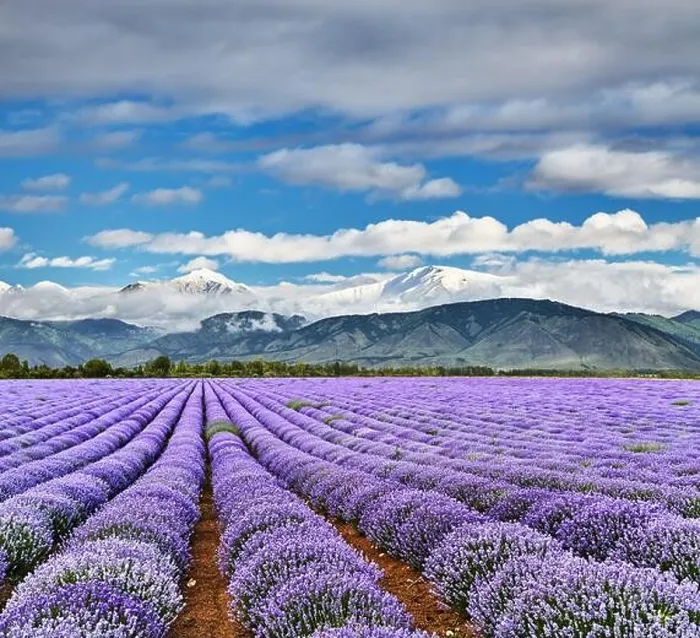 Framed Print : Landscape with beautiful blooming lavender field and snowy mountains Framed Print : Landscape with beautiful blooming lavender field and snowy mountains