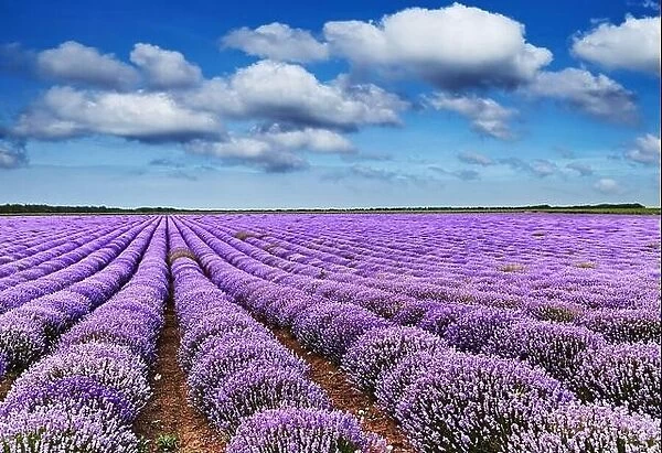 Landscape with blooming lavender field and and blue sky