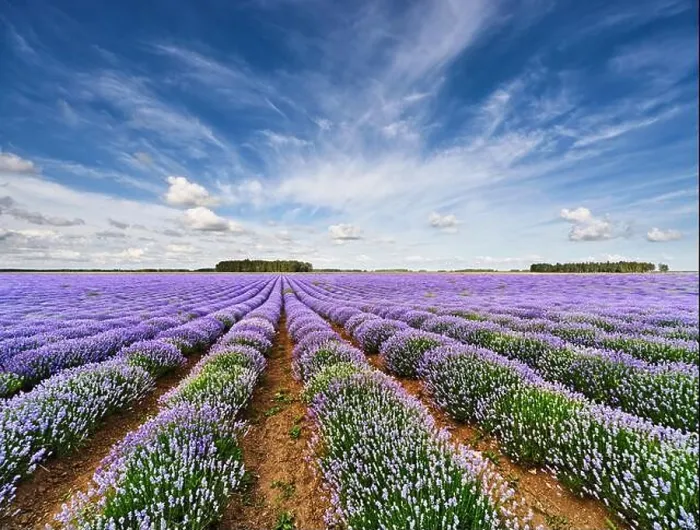 Framed Print : Landscape with blooming lavender field and and blue sky Framed Print : Landscape with blooming lavender field and and blue sky