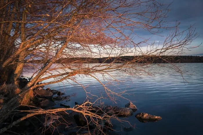 Framed Print : Landscape with golden branches and calm lake at spring evening Framed Print : Landscape with golden branches and calm lake at spring evening