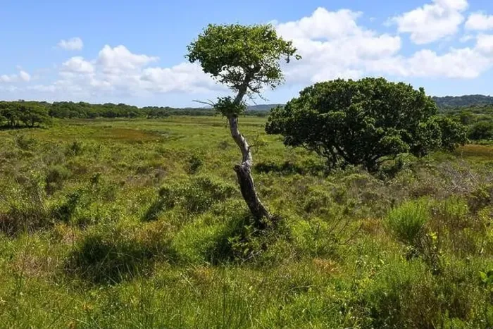 Framed Print : Landscape of Isimangaliso wetland park in South Africa Framed Print : Landscape of Isimangaliso wetland park in South Africa