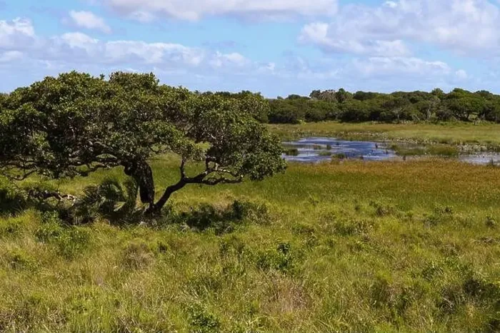Framed Print : Landscape of Isimangaliso wetland park in South Africa Framed Print : Landscape of Isimangaliso wetland park in South Africa