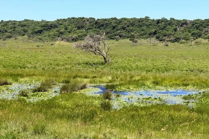 Framed Print : Landscape of Isimangaliso wetland park in South Africa Framed Print : Landscape of Isimangaliso wetland park in South Africa