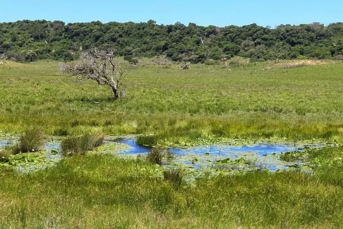Framed Print : Landscape of Isimangaliso wetland park in South Africa Framed Print : Landscape of Isimangaliso wetland park in South Africa