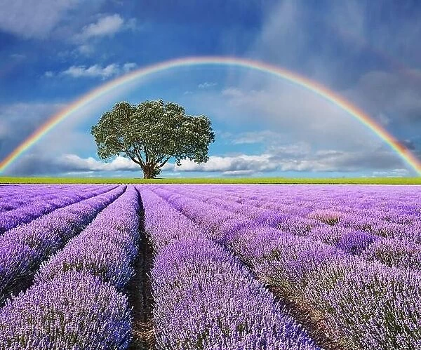 Landscape with lavender field, lonely tree and rainbow