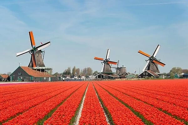 Landscape of Netherlands bouquet of tulips and windmills in the Netherlands