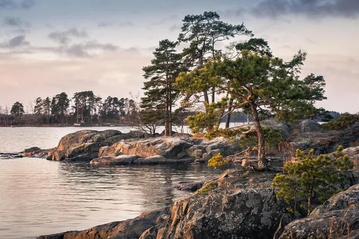 Framed Print : Landscape with nice morning light and pine trees in coastline, Finland Framed Print : Landscape with nice morning light and pine trees in coastline, Finland