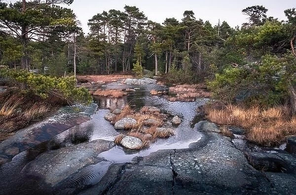 Landscape with pine forest and stones at evening in coastline, Finland