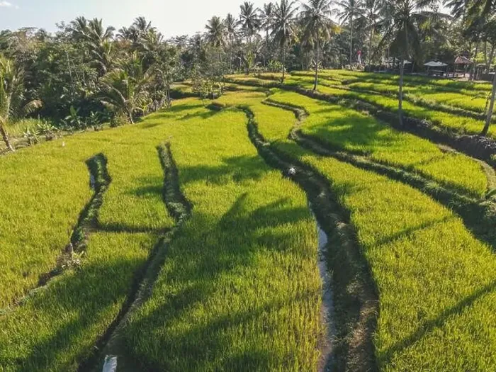 Framed Print : Landscape of rice terrace in the morning, Yogyakarta, Indonesia Framed Print : Landscape of rice terrace in the morning, Yogyakarta, Indonesia