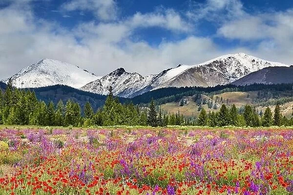 Landscape with snowy mountains, forest and blossoming field with wildflowers