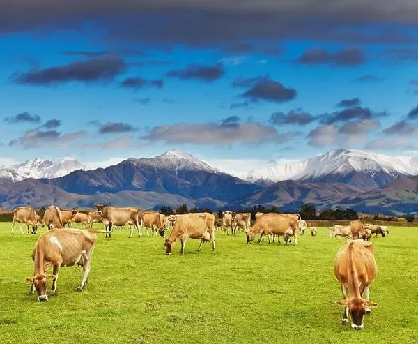 Landscape with snowy mountains and grazing cows, New Zealand