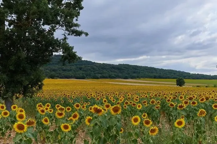 Framed Print : landscape of a sunflower farm in a mountainous passisaje of Burgos, Spain