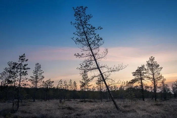 Framed Print : Landscape with sunset at evening in swamp Finland Framed Print : Landscape with sunset at evening in swamp Finland