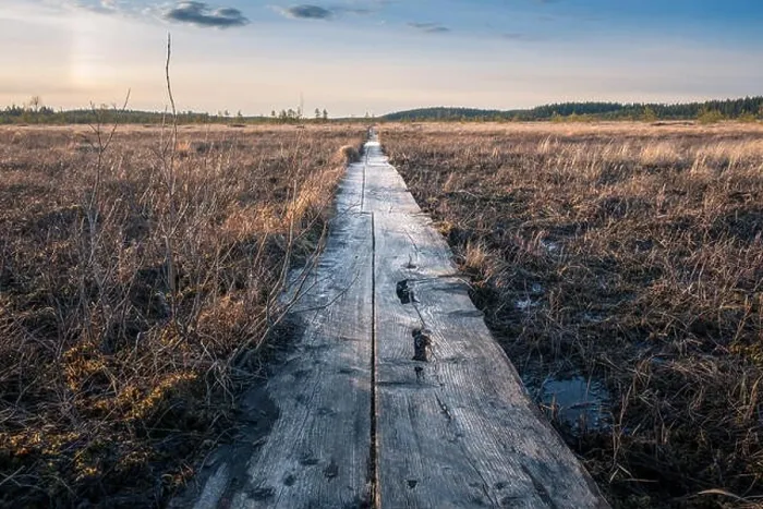 Framed Print : Landscape with sunset at evening in swamp Finland