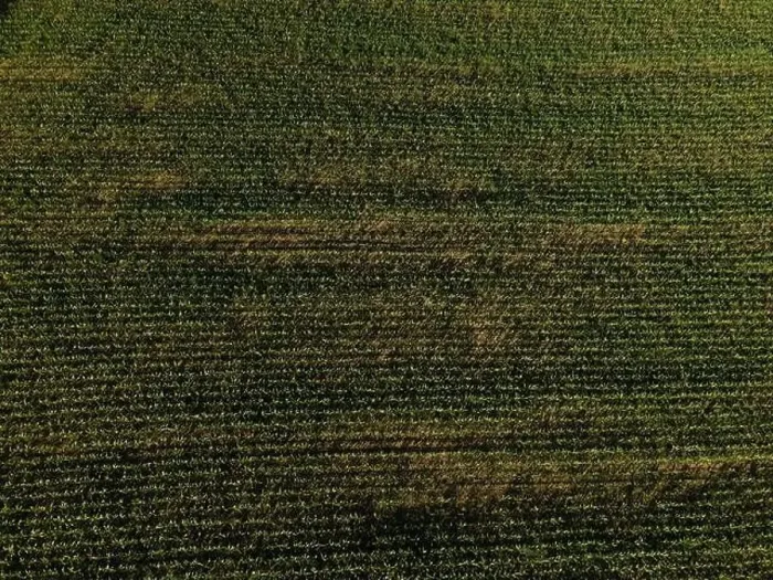 Framed Print : Landscape view from drone, yellow and green fields and haystacks Framed Print : Landscape view from drone, yellow and green fields and haystacks