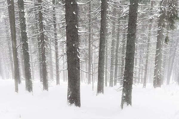Landscape of the winter forest of snowy spruce and firs trees. Frozen tree in wintry season. Nature background