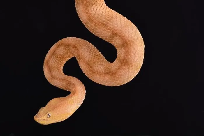 Framed Print : Lansberg's gold hognosed pitviper (Porthidium lansbergii rozei) Framed Print : Lansberg's gold hognosed pitviper (Porthidium lansbergii rozei)