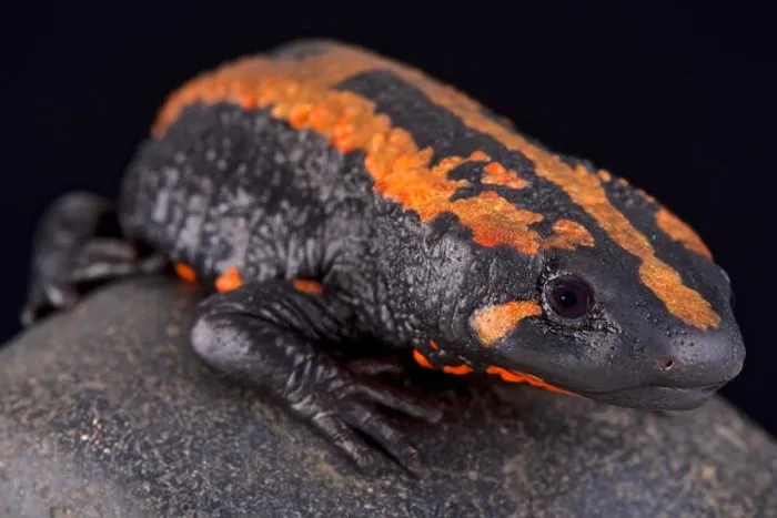 Framed Print : Laos warty newt (Laotriton laoensis) Framed Print : Laos warty newt (Laotriton laoensis)