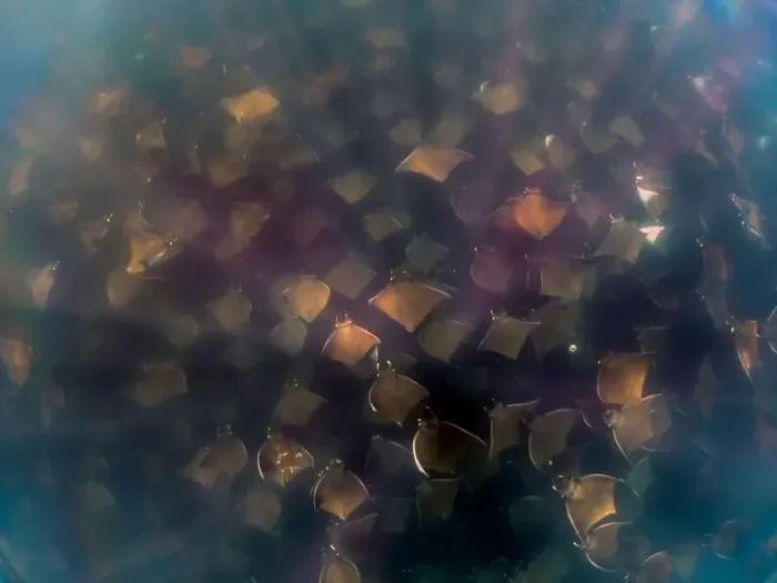 Framed Print : A large aggregation of Munk's Devil Rays aka Mobula Rays (Mobula munkiana) in Baja California Sur, Mexico Framed Print : A large aggregation of Munk's Devil Rays aka Mobula Rays (Mobula munkiana) in Baja California Sur, Mexico