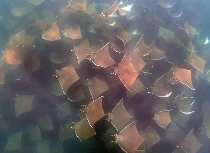Framed Print : A large aggregation of Munk's Devil Rays aka Mobula Rays (Mobula munkiana) in Baja California Sur, Mexico Framed Print : A large aggregation of Munk's Devil Rays aka Mobula Rays (Mobula munkiana) in Baja California Sur, Mexico