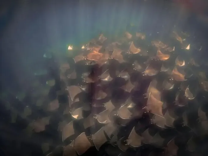 Framed Print : A large aggregation of Munk's Devil Rays aka Mobula Rays (Mobula munkiana) in Baja California Sur, Mexico Framed Print : A large aggregation of Munk's Devil Rays aka Mobula Rays (Mobula munkiana) in Baja California Sur, Mexico