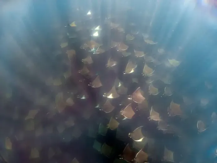 Framed Print : A large aggregation of Munk's Devil Rays aka Mobula Rays (Mobula munkiana) in Baja California Sur, Mexico Framed Print : A large aggregation of Munk's Devil Rays aka Mobula Rays (Mobula munkiana) in Baja California Sur, Mexico