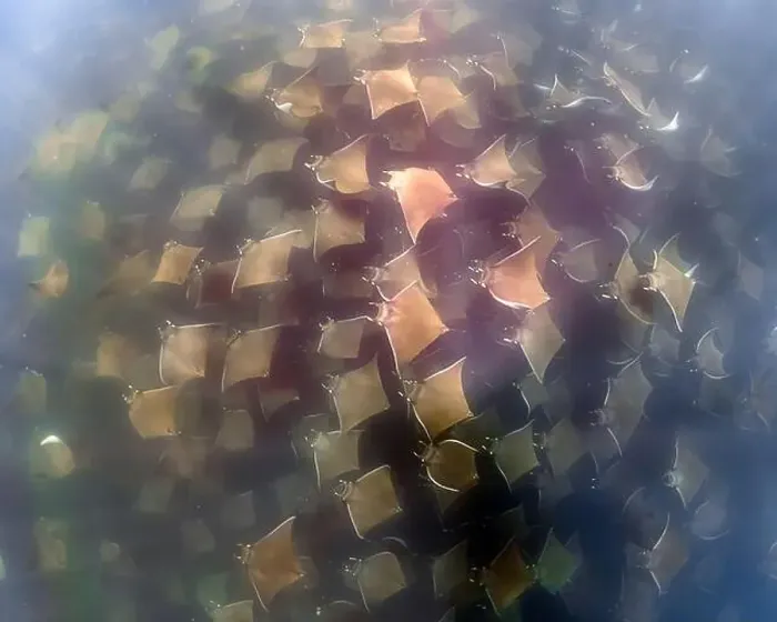 Framed Print : A large aggregation of Munk's Devil Rays aka Mobula Rays (Mobula munkiana) in Baja California Sur, Mexico Framed Print : A large aggregation of Munk's Devil Rays aka Mobula Rays (Mobula munkiana) in Baja California Sur, Mexico