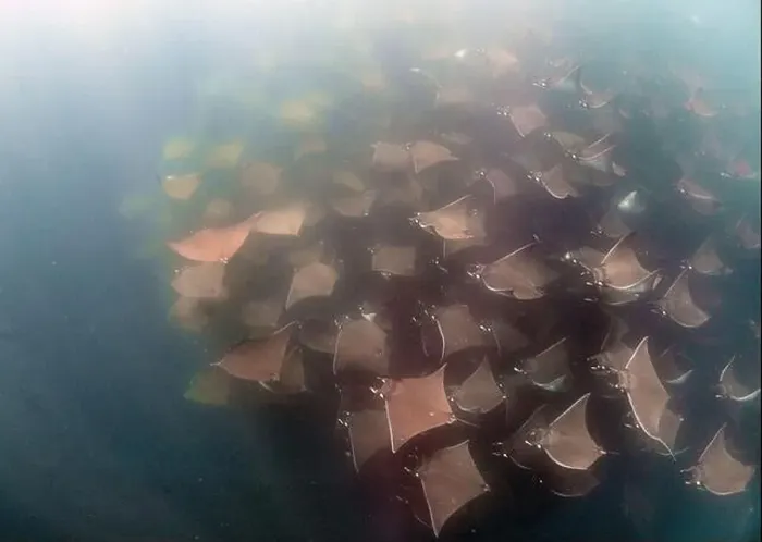 Framed Print : A large aggregation of Munk's Devil Rays aka Mobula Rays (Mobula munkiana) in Baja California Sur, Mexico Framed Print : A large aggregation of Munk's Devil Rays aka Mobula Rays (Mobula munkiana) in Baja California Sur, Mexico