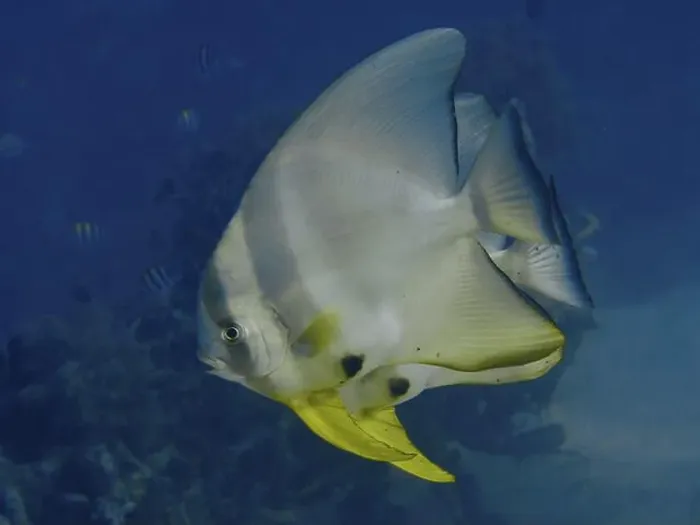 Framed Print : Large batfish with yellow fins Framed Print : Large batfish with yellow fins